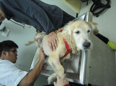 golden retriever surgery yunnan bai yao