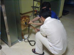 dog getting ready for surgery guide