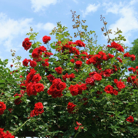 Rose - Red (Montana Rose) – Eternitree