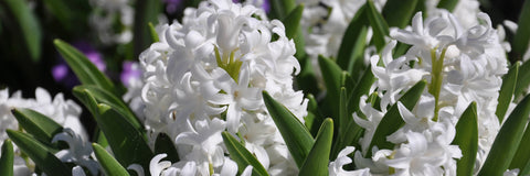 Hyacinth contains high levels of indole