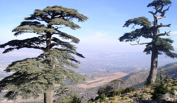 Sustainable sources of Moroccan atlas cedar wood oil