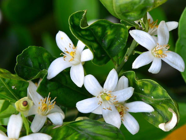 White Flowers Smell Like Poop, the story of Indole in natural perfumery