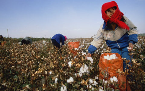 Organic Cotton Farmers India 