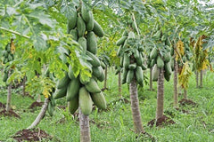 Herbal Goodness Grows Organic Papayas