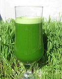 Wheat Grass 