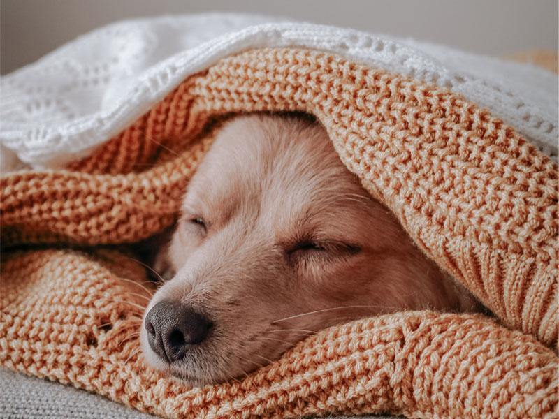 does dog need blanket to sleep