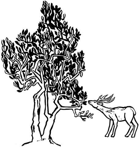 Teebaum und Hirsch