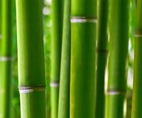 anokha skin care bamboo