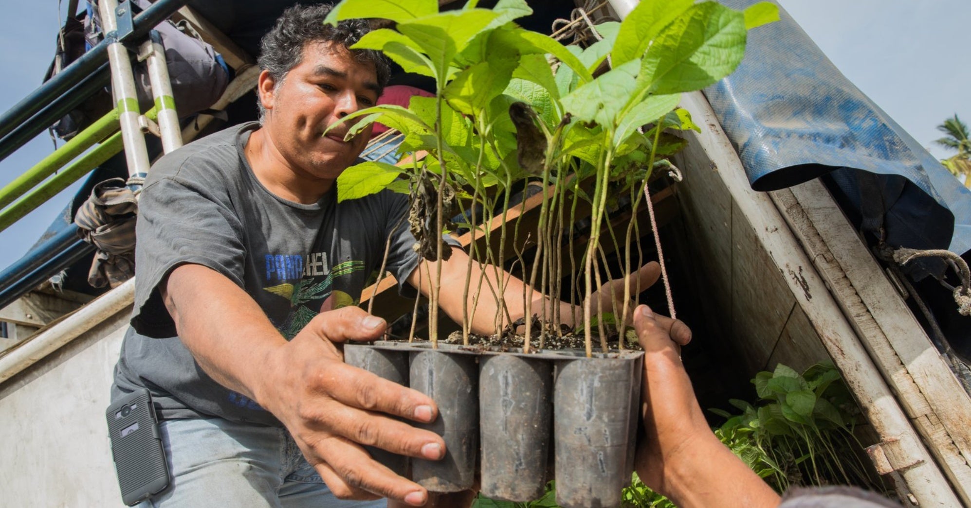 Buy One, Get One Tree