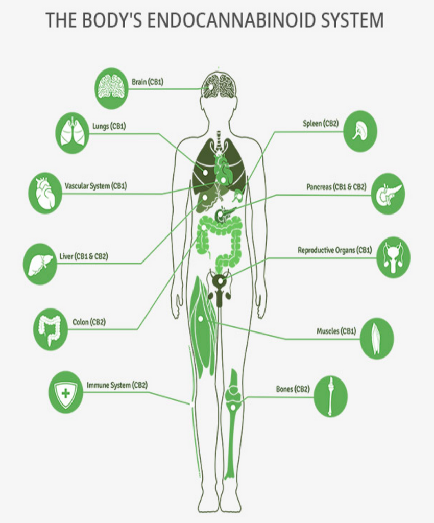 The Endocannabinoid System NZ