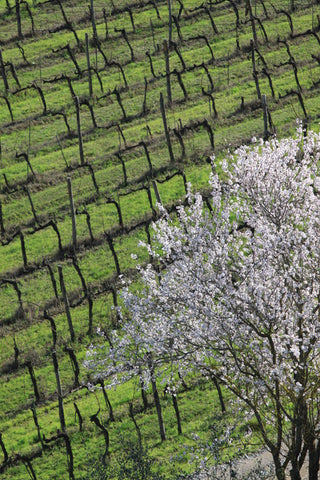 Italian vineyard