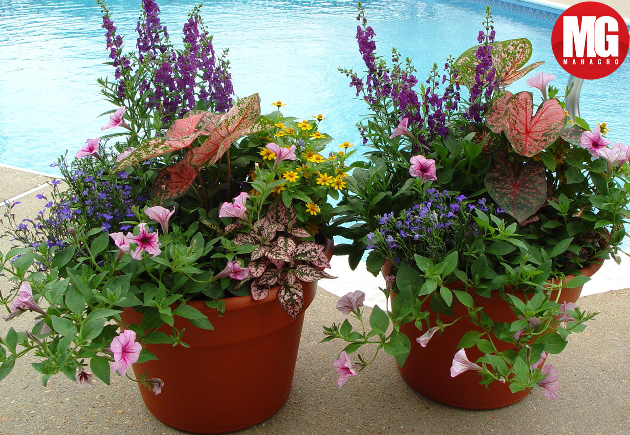 CONTAINER GARDENING TIPS
