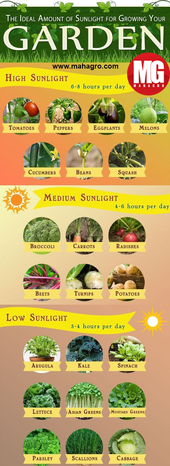 Sunlight guide for growing your plants properly  #gardening #organic #plants #mahagro #garden #soil #ecofriendly #eco #herbs #health #kitchen #sunlight #outdoors