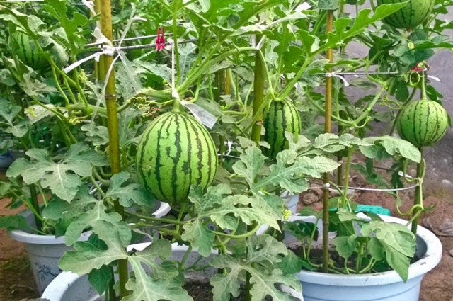 Growing Watermelon in Containers | How to Grow Watermelon in Pot Vertically