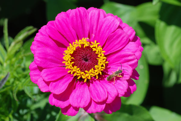 summer flowers and summer gardening