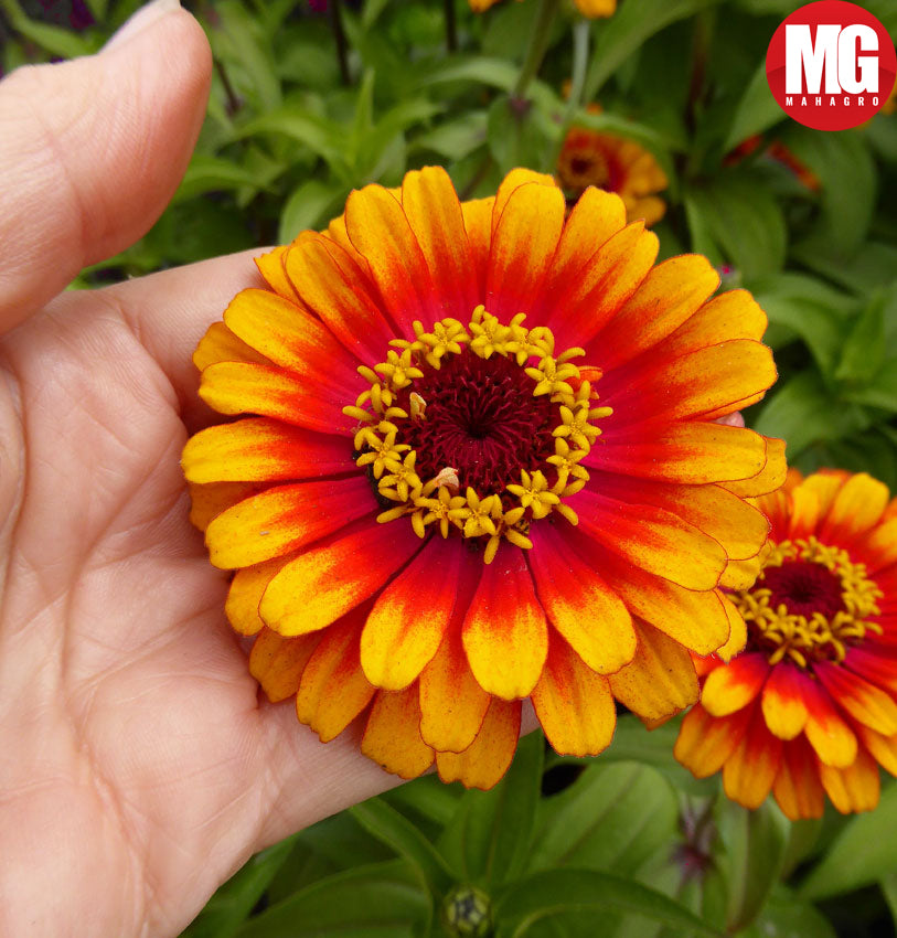 Growing Zinnias – How to grow Zinnia flowers