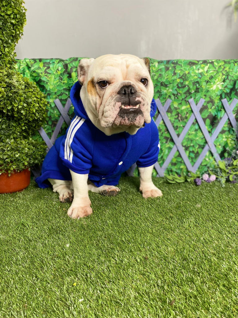 adidas dog clothes uk