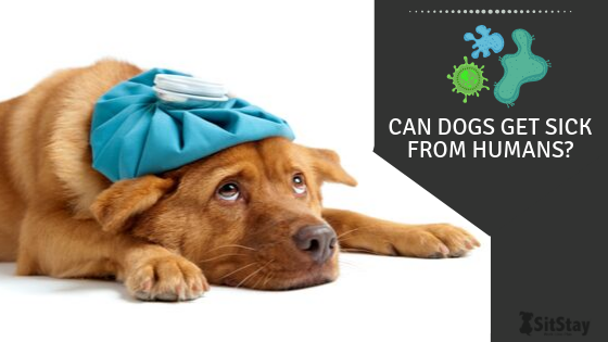 can dogs catch sickness from humans
