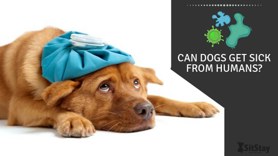 can humans get sick from dog flu