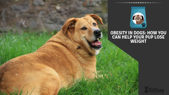 how can i help my obese dog lose weight