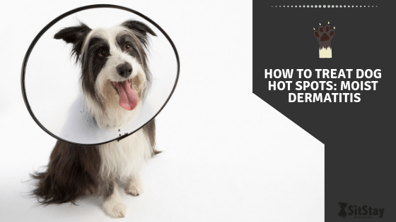 how do you treat moist dermatitis in dogs