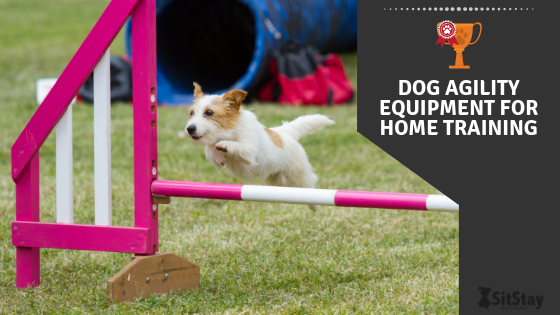 what equipment is used in dog agility