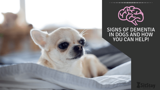 what are the signs of dementia in a dog