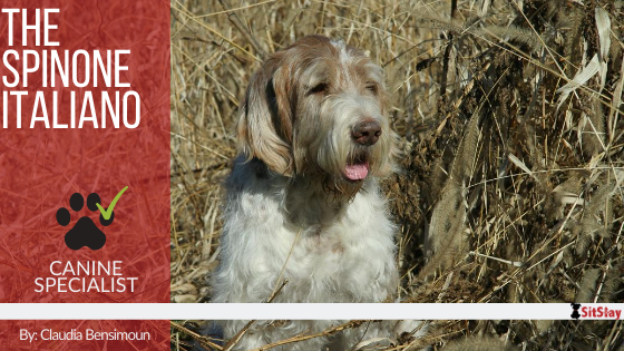 are spinone italianos smart dogs