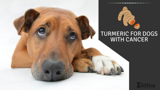 is ground turmeric good for dogs