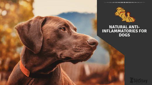 what is a good natural anti inflammatory for dogs