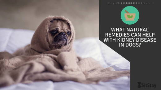 can you reverse kidney disease in dogs