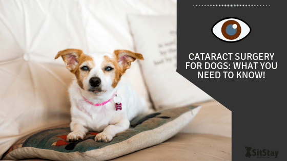 can dogs see immediately after cataract surgery