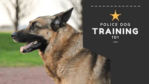 why are police dog commands in german