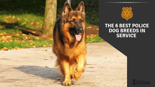 what dog is most used by police