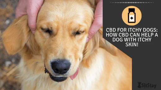 can cbd oil help dogs with allergy relief