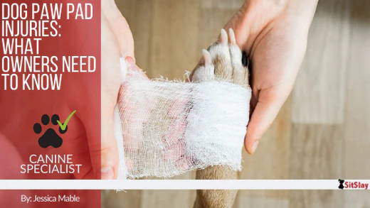 How To Treat Torn Dog Pads