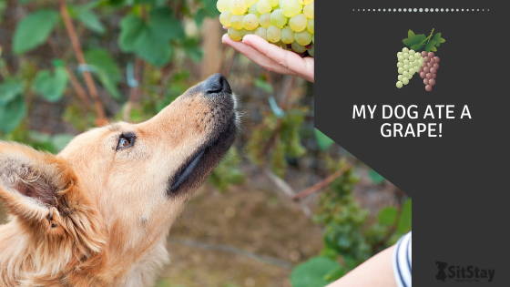 are all dogs allergic to grapes