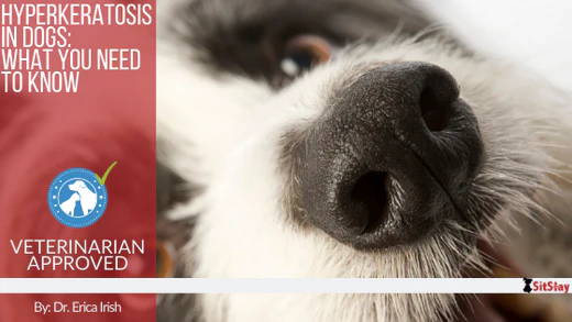 what causes canine hyperkeratosis