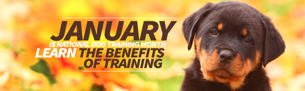 Get Ready!  January is National Dog Training Month