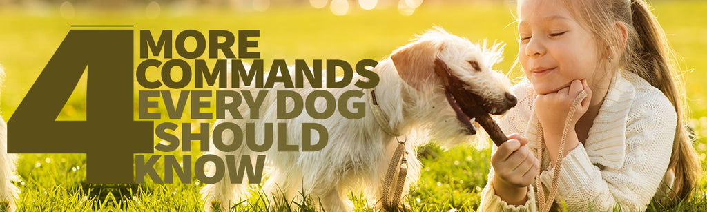 More Advanced Commands All Dogs Should Know with two white dogs in the background