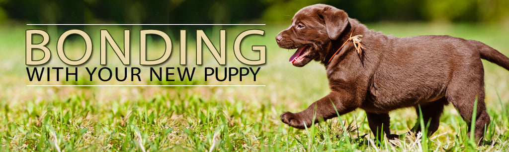 Bonding with your new puppy, text logo over a background of grass