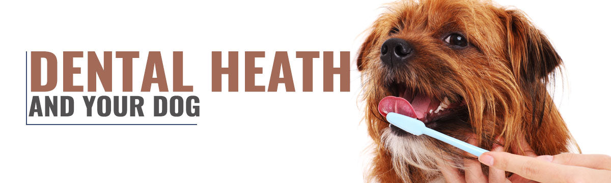 Advice on maintaining your dog’s dental health