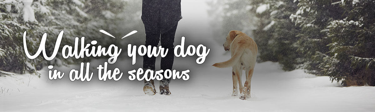 Person walking in the snow, with Walking your dog in all the seasons displayed in text over the image