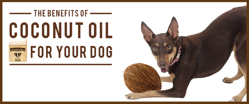 Coconut Oil and Treats with Coconut Oil