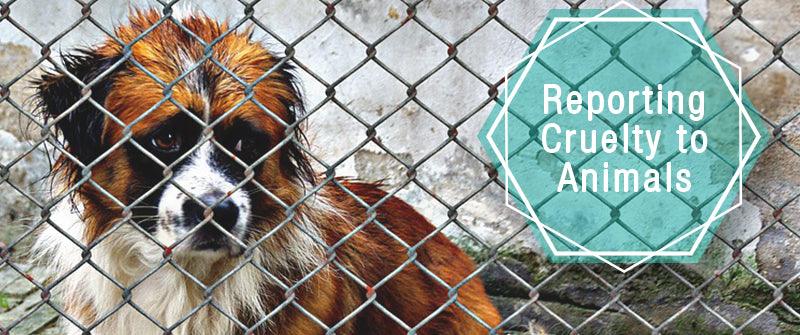 Sad brown black and white dog behind chain link fence