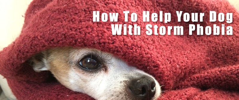 worried looking light brown and white dog wrapped in a red blanket