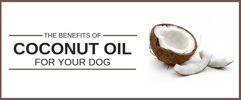 coconut oil for dogs, Can I give my dog coconut oil