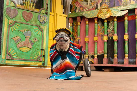 Pug in a costume and a wheelchair die to IVDD