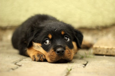 Black and brown puppy laying outside on the floor