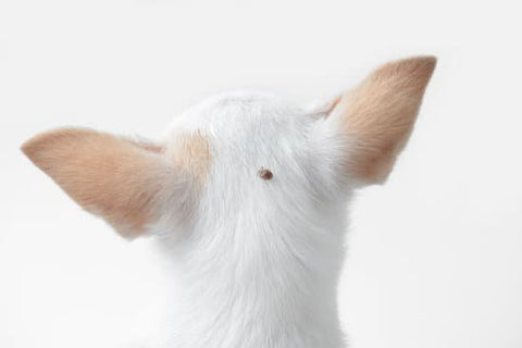 White Chihuahua with a tick crawling on its head